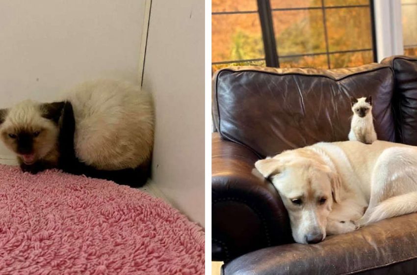  Shelter kitten becomes nicer with the support of a dog