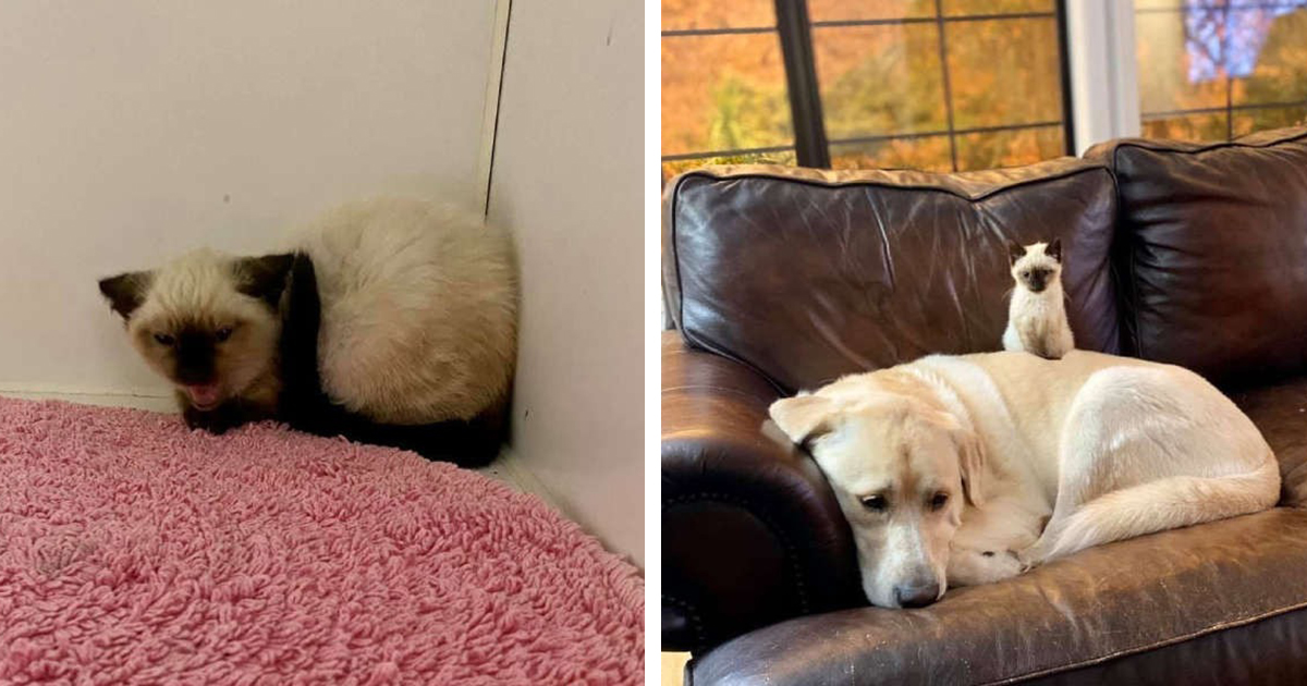 Shelter kitten nicer with the support of a dog Loveanimal