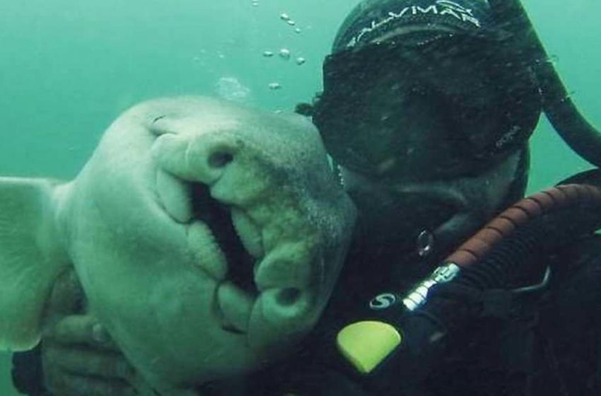  Shark cuddles her diver every time she sees him