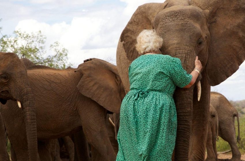  A woman devotes her life to rescuing elephants