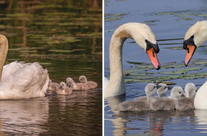  Swan Dad takes over baby care after Mom passess