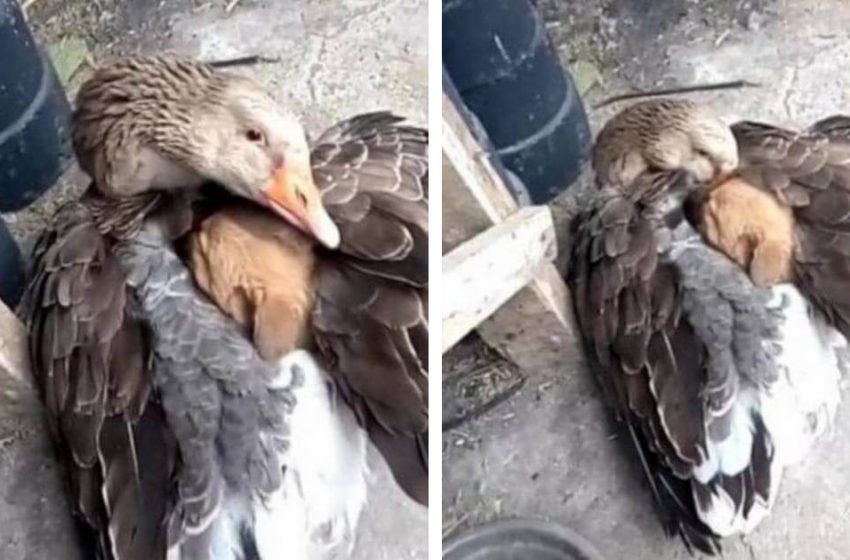  Goose protects puppy from cold