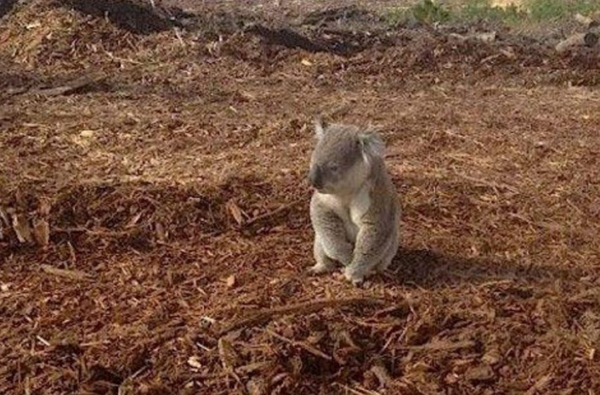  Homeless Koala shocked after losing her home