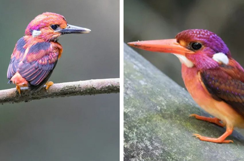  Dwarf Kingfisher captured on a camera for the first time