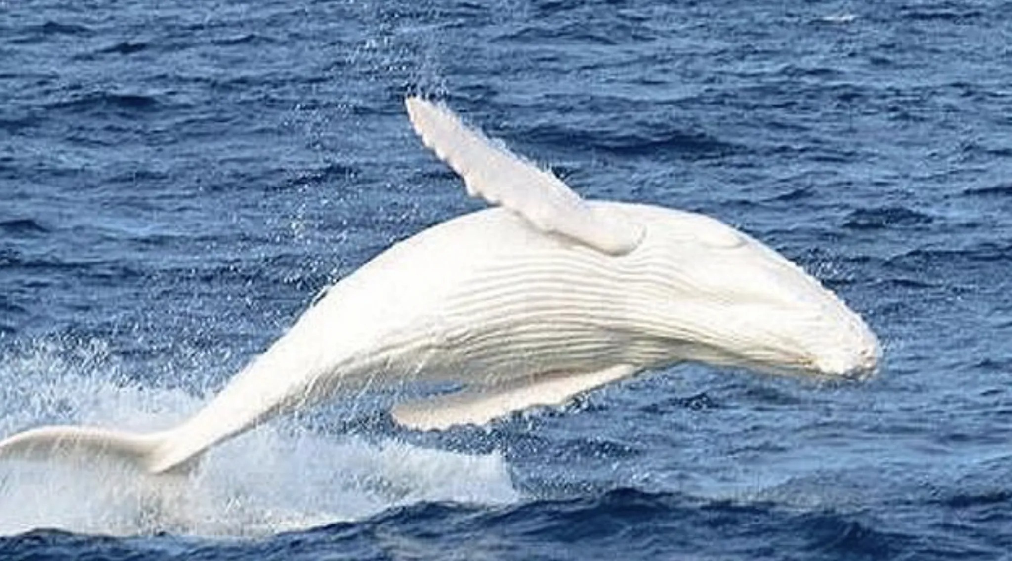 Extremely rare white whale documented in Australia Loveanimal