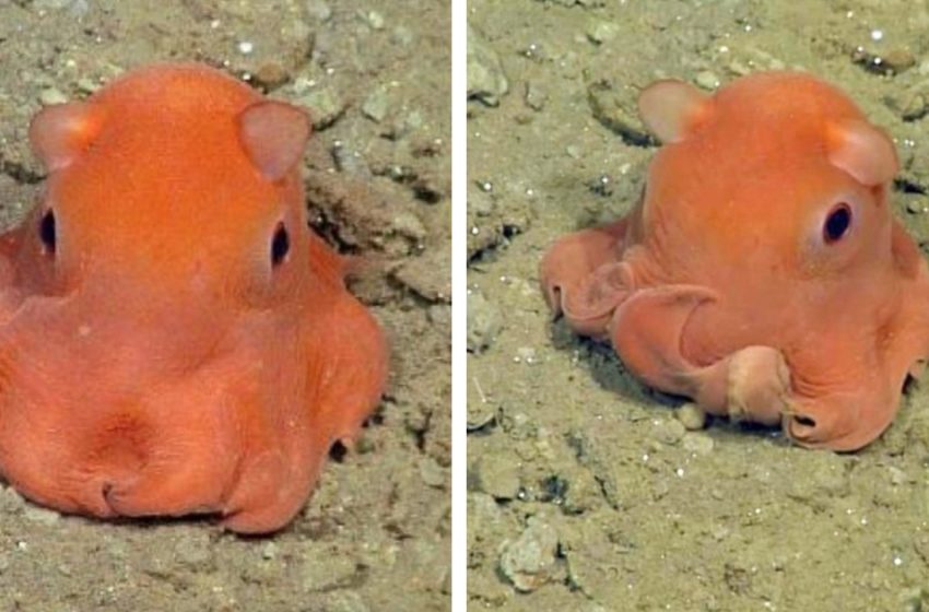  New to science octopus named Adorabilis