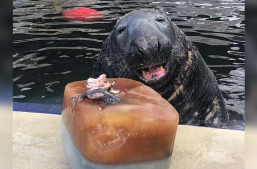  The seal celebrates his birthday with a giant ice cake