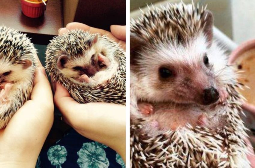  This cafeteria allows you to pet hedgehogs, but there’s a sad story behind its creation