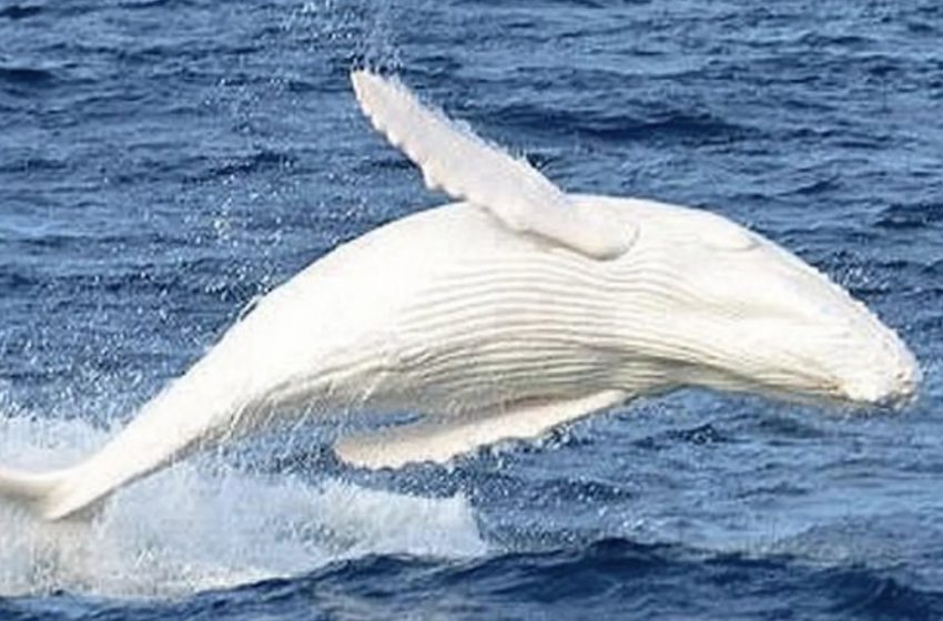  Extremely rare white whale documented in Australia