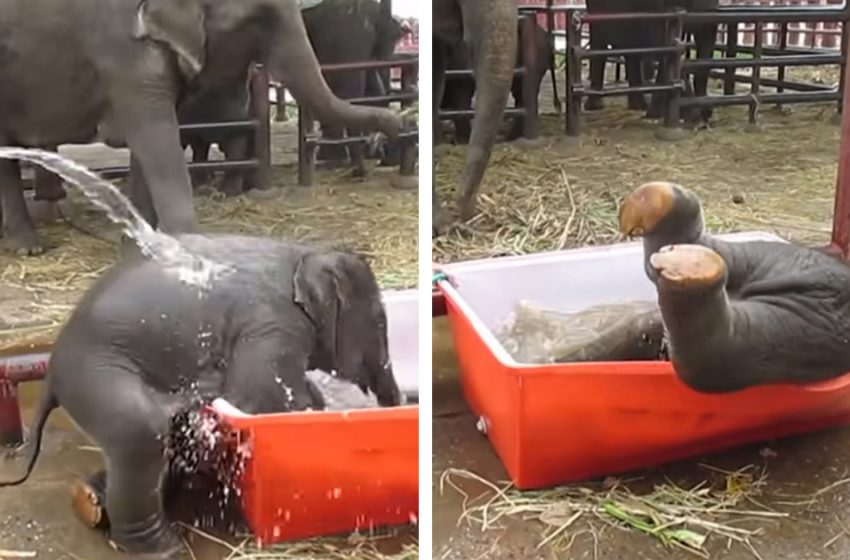  Baby elephant is in love with his orange bathtub