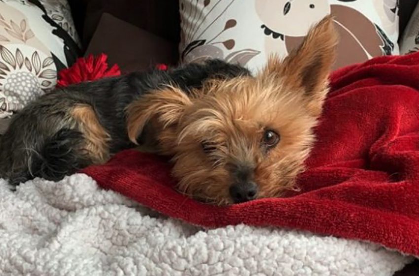  Little Yorkshire saves his owner from coyotte attack