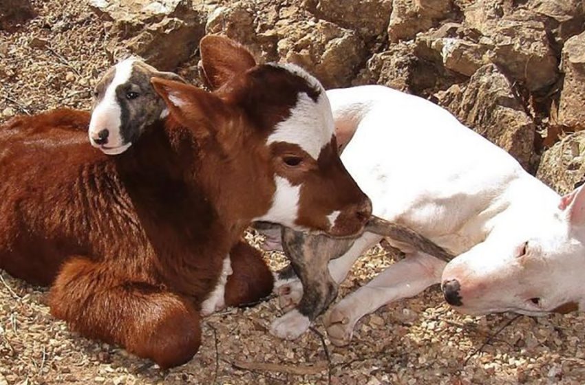  Moonpie lives in Arkansas at a local animal refuge with her dogs