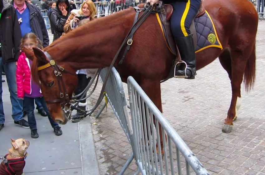  Friendly bulldog jumps of joy when meeting police horse