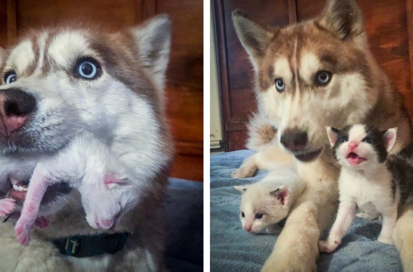  Husky rescues  kittens and adopts them