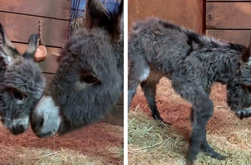  How to care for a baby donkey