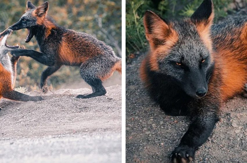  A fox with rare condition captured on camera