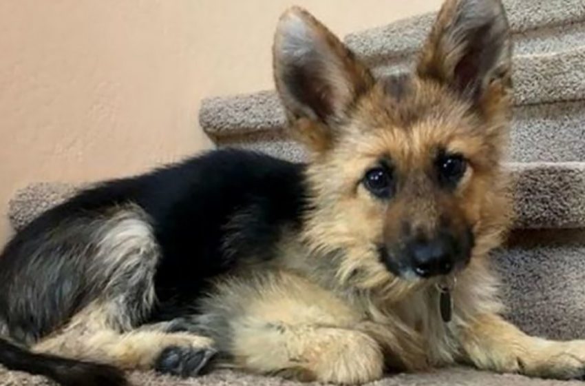  A German Shepherd has an animal dwarfism and looks like a puppy!