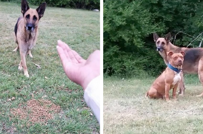  A German Shephard brought his friend Pit Bull when he realized that rescuers came for help