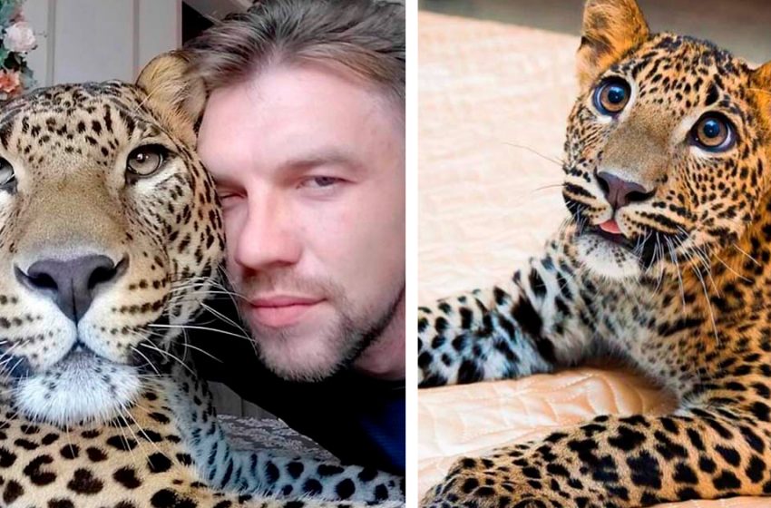  The guy bought the sick leopard cub from the zoo. Now this handsome animal lives at his house!