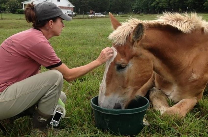  A kind woman rescued two senior horses that were left to their fate!