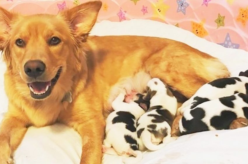 A Golden Retriever gave birth to four puppies that looked like little “cows”!