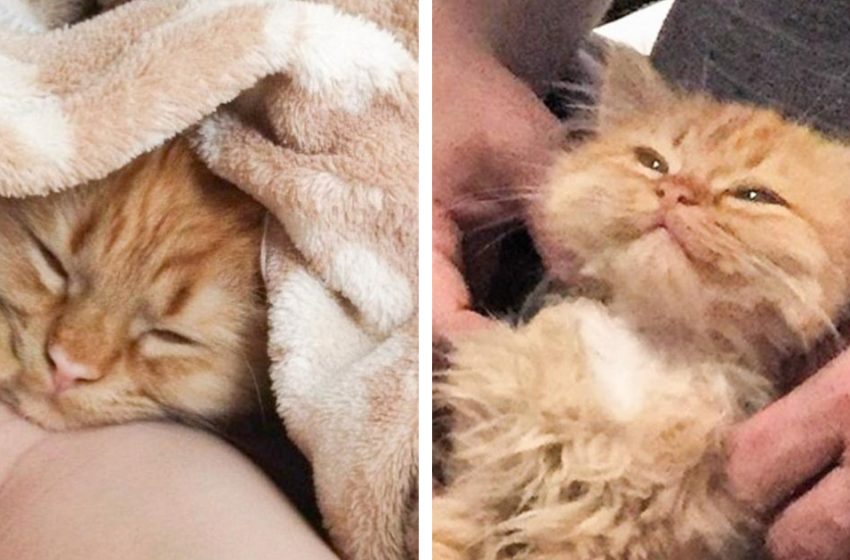  This kitty was adopted from a shelter and now he can’t stop smiling