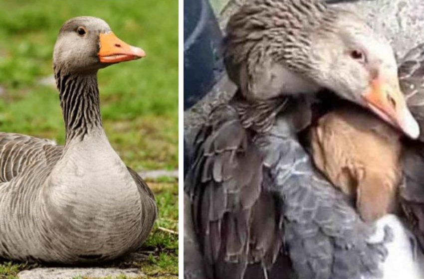  A goose warms a little puppy under its wing – very touching story!