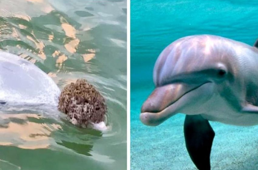  A dolphin brings gifts to people from the ocean in exchange for food