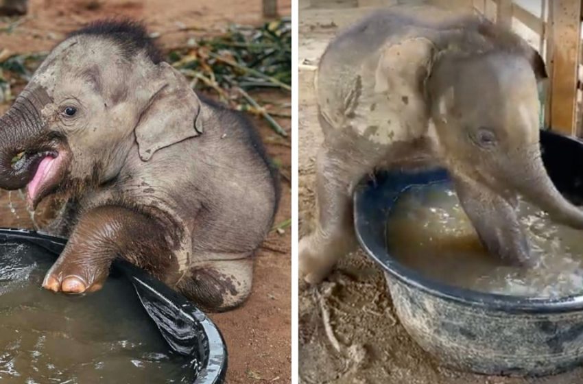  Rescued elephant calf enjoys his first bath in a cute video