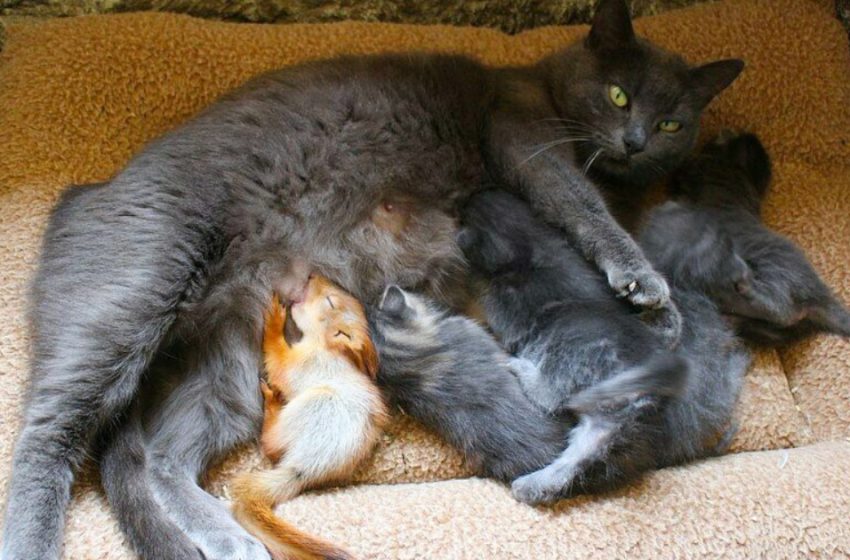  Mother cat fosters abandoned squirrels