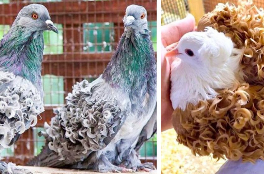  Unusual species of pigeons you have never seen before