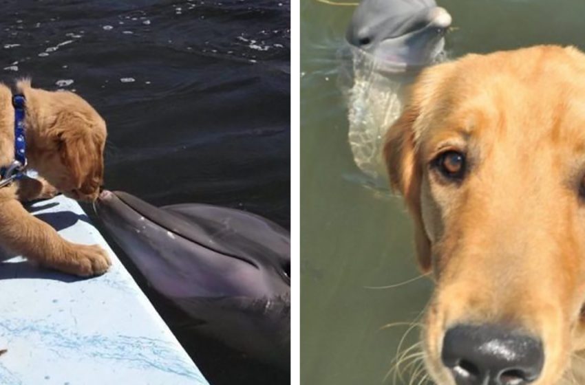  The dog has been friends with the dolphin for 8 years! Look how they greet each other