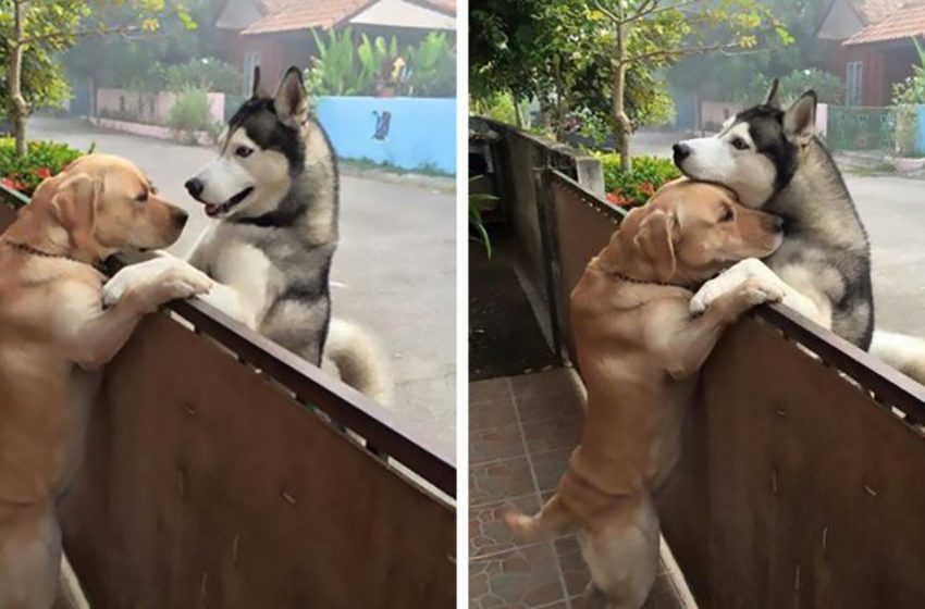  Finding that the gate of the yard is not locked Husky rushed to hug his best friend Labrador