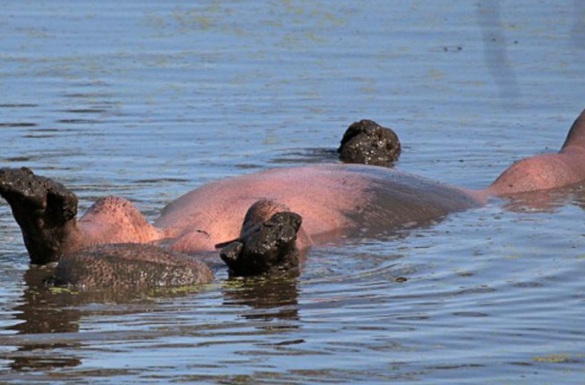  Look at the hippo that enjoys being upside down!