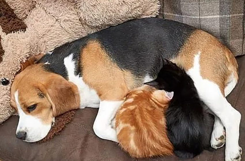  A beagle adopted two little kittens and fed them as if they were her own babies!