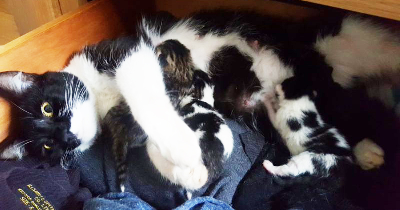  L’homme est allé dans la chambre pour prendre un pull, et a trouvé un chat avec des chatons nouveau-nés. Il ne possède aucun animal