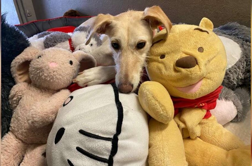  Un chien qui a passé toute sa vie dans un refuge n’arrête pas de câliner sa pile de jouets