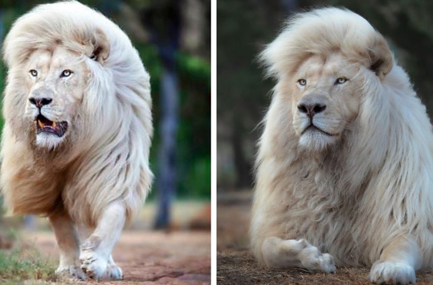  Un lion blanc exhibe sa majestueuse crinière sur des photos