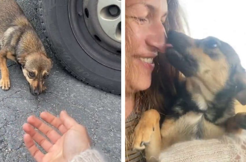  Un chien effrayé abandonné au bord de la route fond dans les bras d’une femme après avoir été secouru