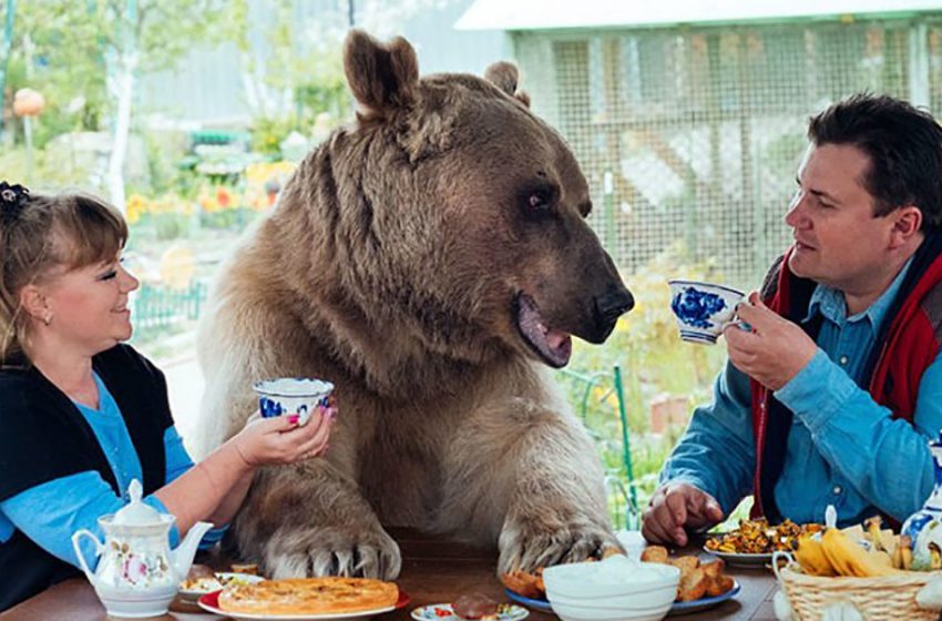 Le doux couple a adopté un ours orphelin il y a 23 ans, et ils vivent toujours ensemble