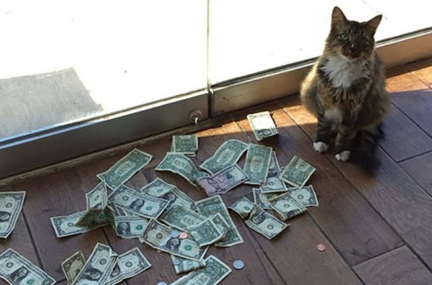  Le chat a été sorti de la rue et placé dans un magasin, et quelques mois plus tard, le matin, de l’argent a commencé à apparaître à la porte.