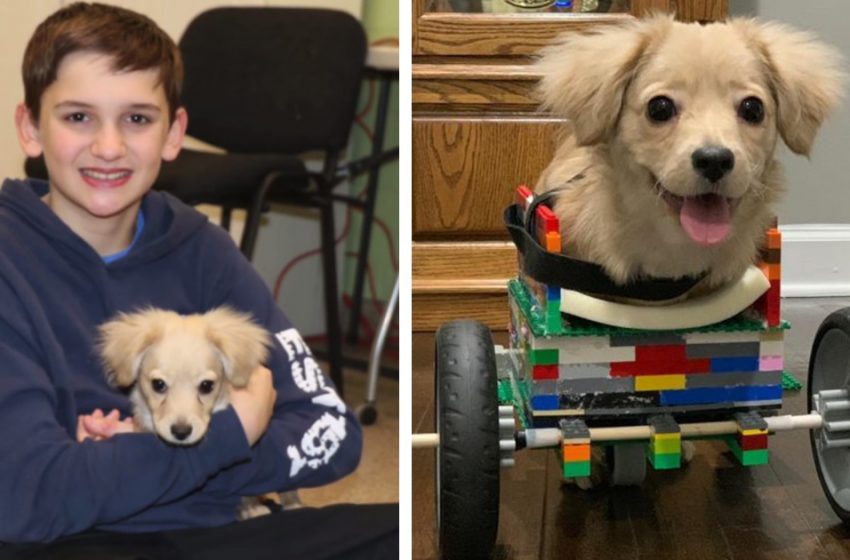  Un chiot abandonné n’a que deux jambes, alors un enfant de 12 ans lui a fabriqué un fauteuil roulant en LEGO.
