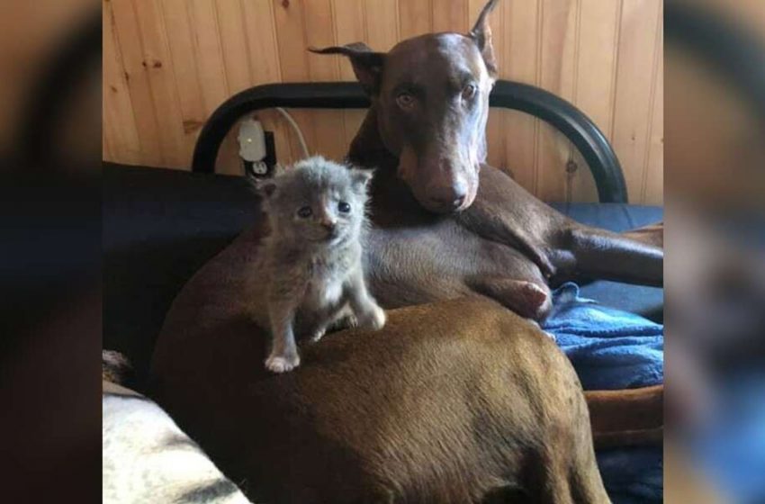  Une maman chien adopte un chaton nouveau-né et le transporte dans sa bouche