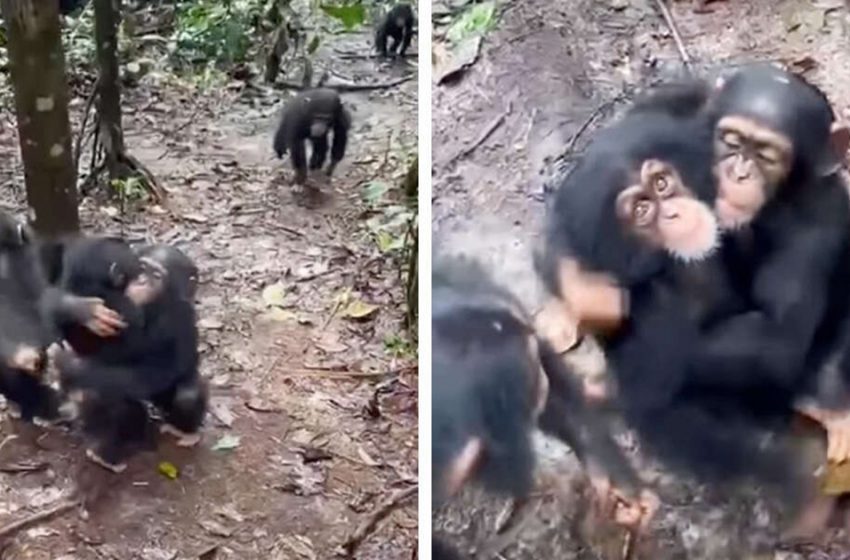 Les chimpanzés survivants embrassent à tour de rôle le nouvel orphelin pour rejoindre leur famille