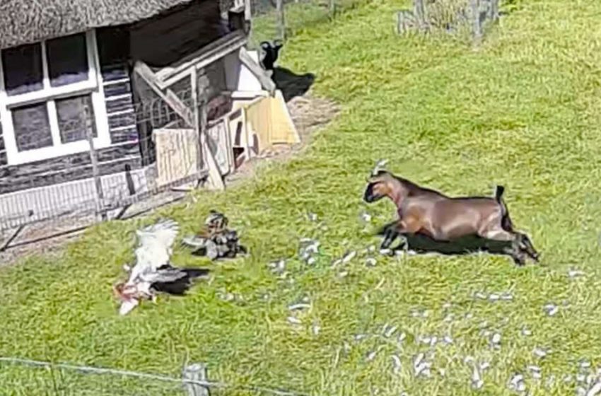  Une chèvre et un coq sauvent la situation lorsque leur ami est attaqué par un faucon