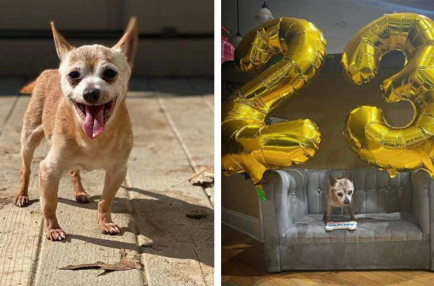  Le plus vieux chien du refuge a droit à une fête spéciale pour son 23e anniversaire, joyeux anniversaire, Bully