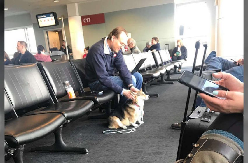  Le plus doux des Corgis voit un homme dans un aéroport et sait immédiatement qu’il a besoin de réconfort