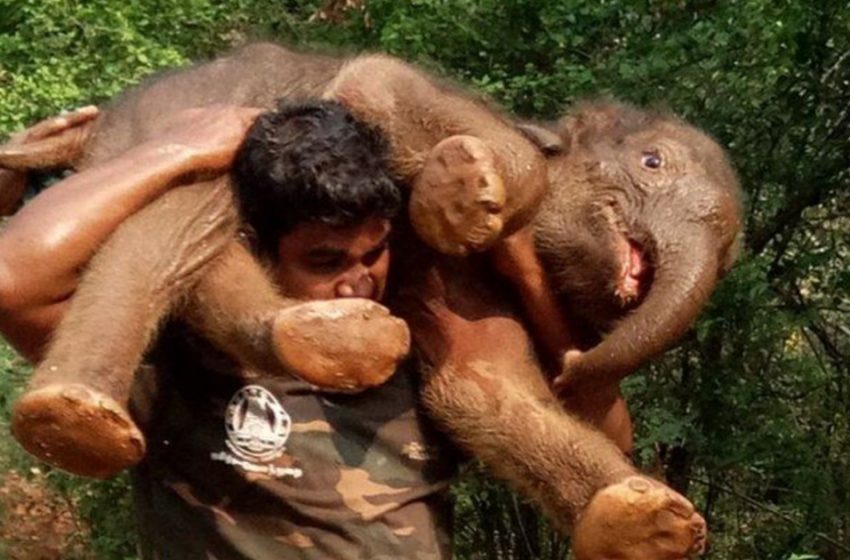  Un garde forestier porte un bébé éléphant de 200 lb sur ses épaules à travers la forêt pour lui sauver la vie