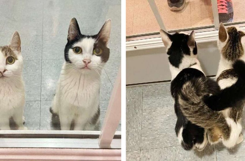  Des chats liés attendent à la fenêtre du refuge tous les jours dans l’espoir d’être adoptés ensemble