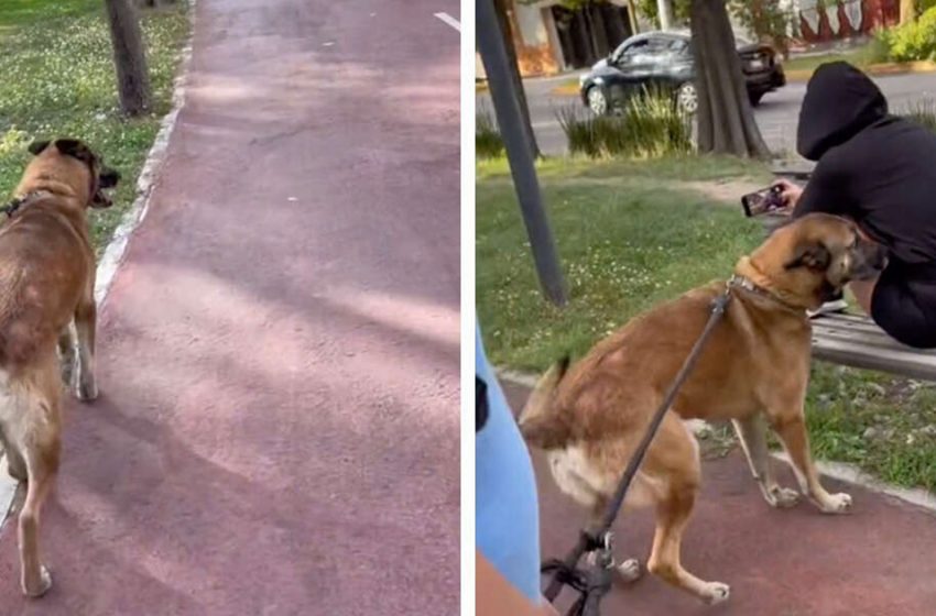  Le chien réalise soudain qu’il reconnaît la femme sur le banc alors qu’il marche